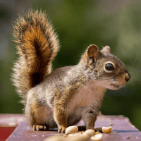 Wakefield Premium Squirrel House Nesting Box for Outdoor Use (Squirrel)