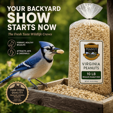 Wakefield Virginia Peanuts 10 lb shelled peanuts for attracting blue jays, cardinals, and backyard wildlife
